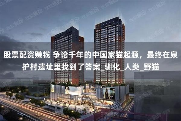 股票配资赚钱 争论千年的中国家猫起源，最终在泉护村遗址里找到了答案_驯化_人类_野猫
